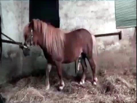 Sex active horse Horse Porn