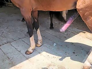 Frau wird von pferd gefickt