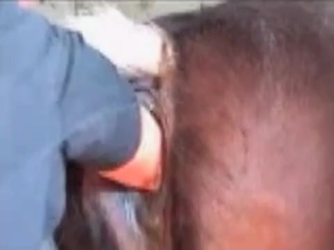 Horse pussy fucked by woman fist